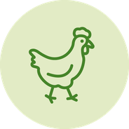 vegan ohne tierische Erzeugnisse