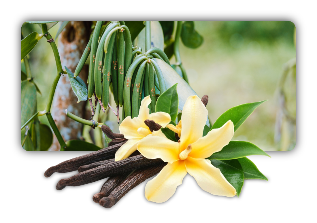 Vanilleschote; Vanille; Madagaskar; Bourbon-Vanille; Bourbon Vanille
