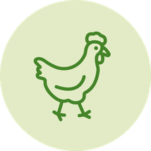 vegan; vegetarisch; Ei; Eiweiß
